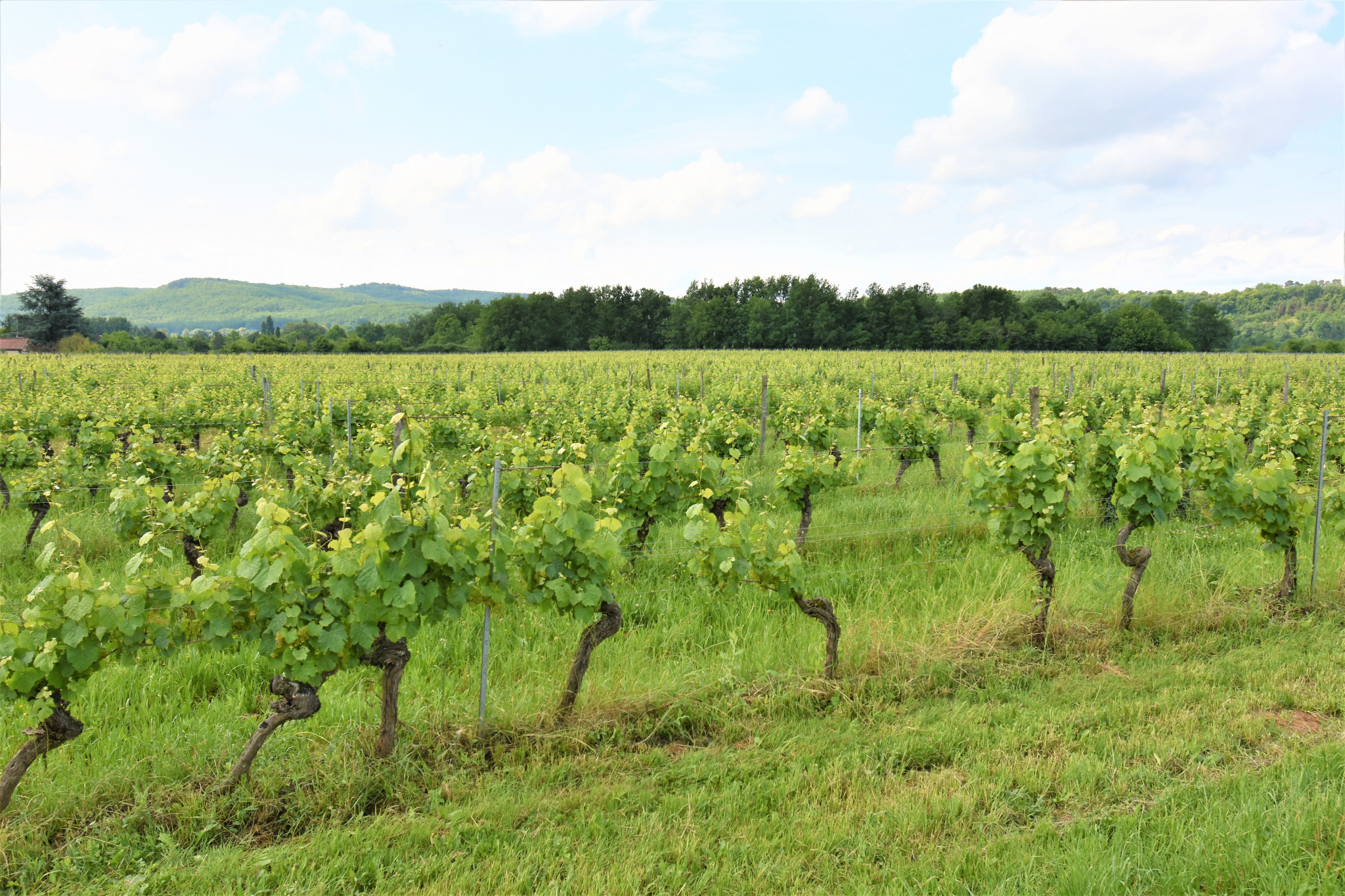 Magnifique maison de vigneron, son chai et son vignoble renommés.