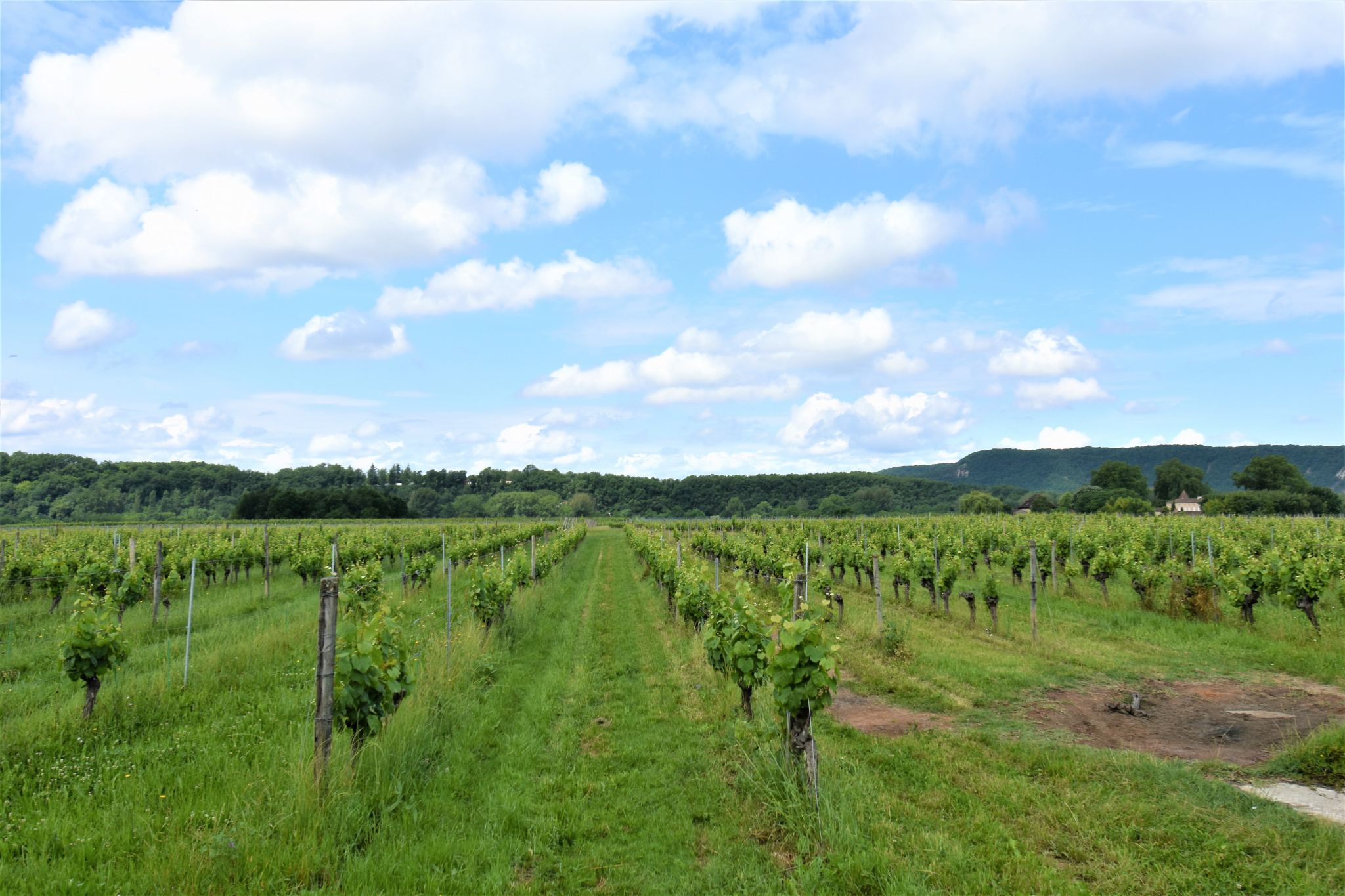 Magnifique maison de vigneron, son chai et son vignoble renommés.